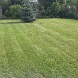 Widok na równo przystrzyżony trawnik w Harklowej z pojedynczym, niewielkim świerkiem srebrnym pośrodku, otoczony niskim, ciemnym ogrodzeniem z kamiennymi słupkami.