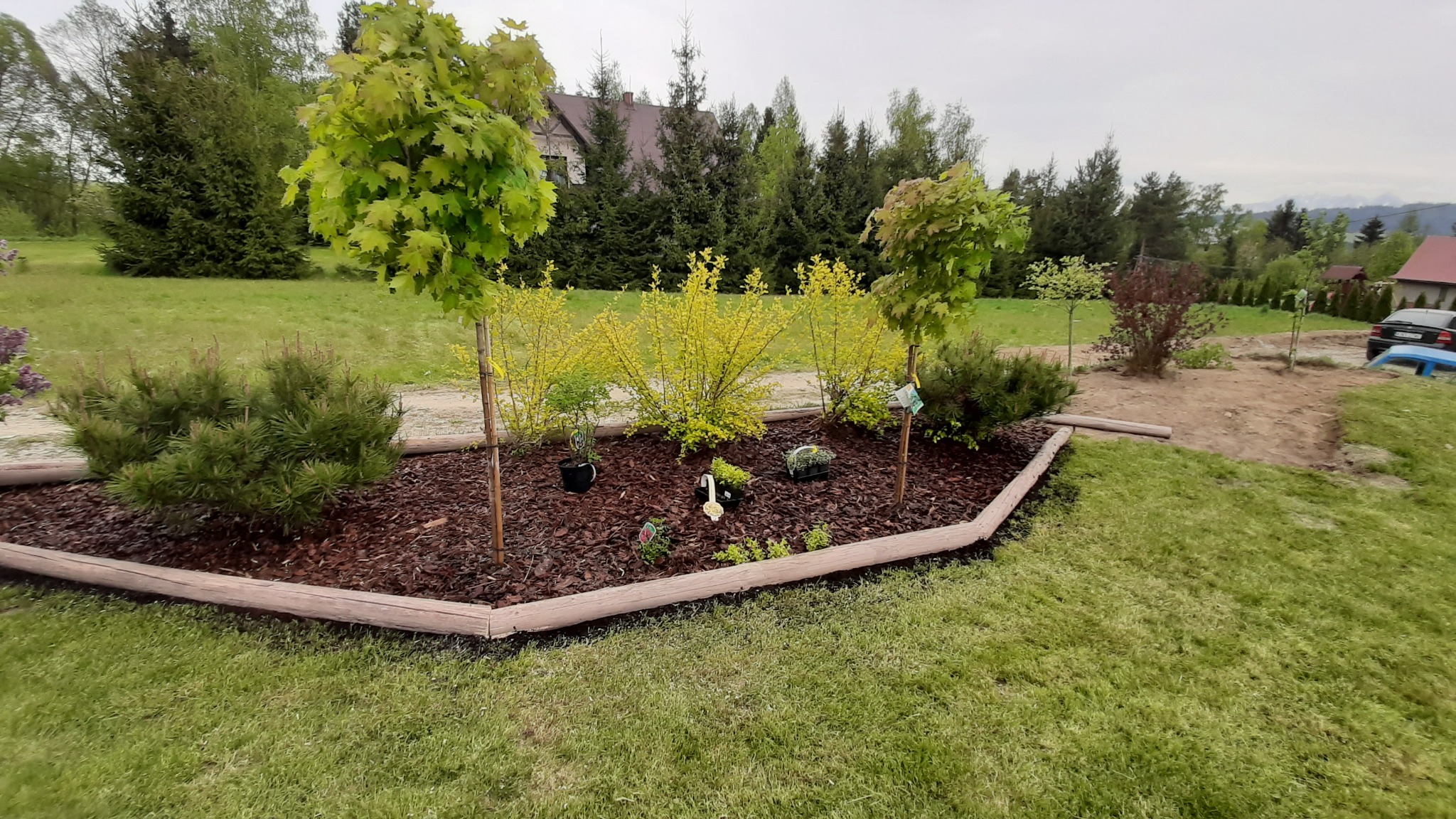 Kwadratowa rabata z obrzeżem z imitacji drewna, wypełniona korą, z nasadzeniami: karłowymi sosnami, żółtymi krzewami, młodymi drzewkami i dekoracyjną figurką łabędzia, na tle trawnika i zabudowań.