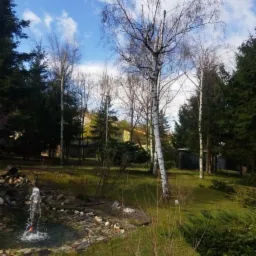 Ogród z małym oczkiem wodnym i fontanną, otoczony drzewami iglastymi i brzozami, na trawniku widoczne drobne gałęzie.