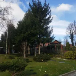 Duża, zielona choinka na trawniku przed domem, w tle widoczny budynek z brązową drewnianą elewacją i drabina oparta o ścianę.