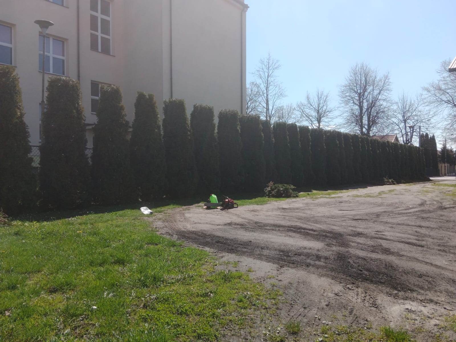 Długi szpaler wysokich, gęstych tuj, równo przyciętych, oddzielający trawnik od budynku, z widocznymi narzędziami ogrodniczymi i stertą ściętych gałęzi na ziemi.