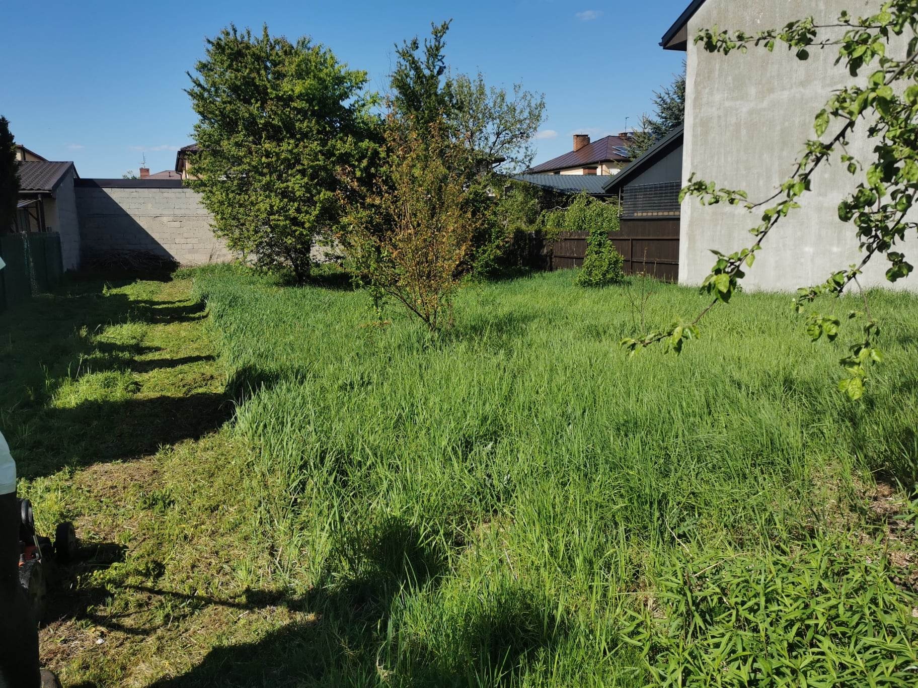 Fragment trawnika z wysoką trawą, częściowo skoszoną w pasy, drzewa i budynki w tle.