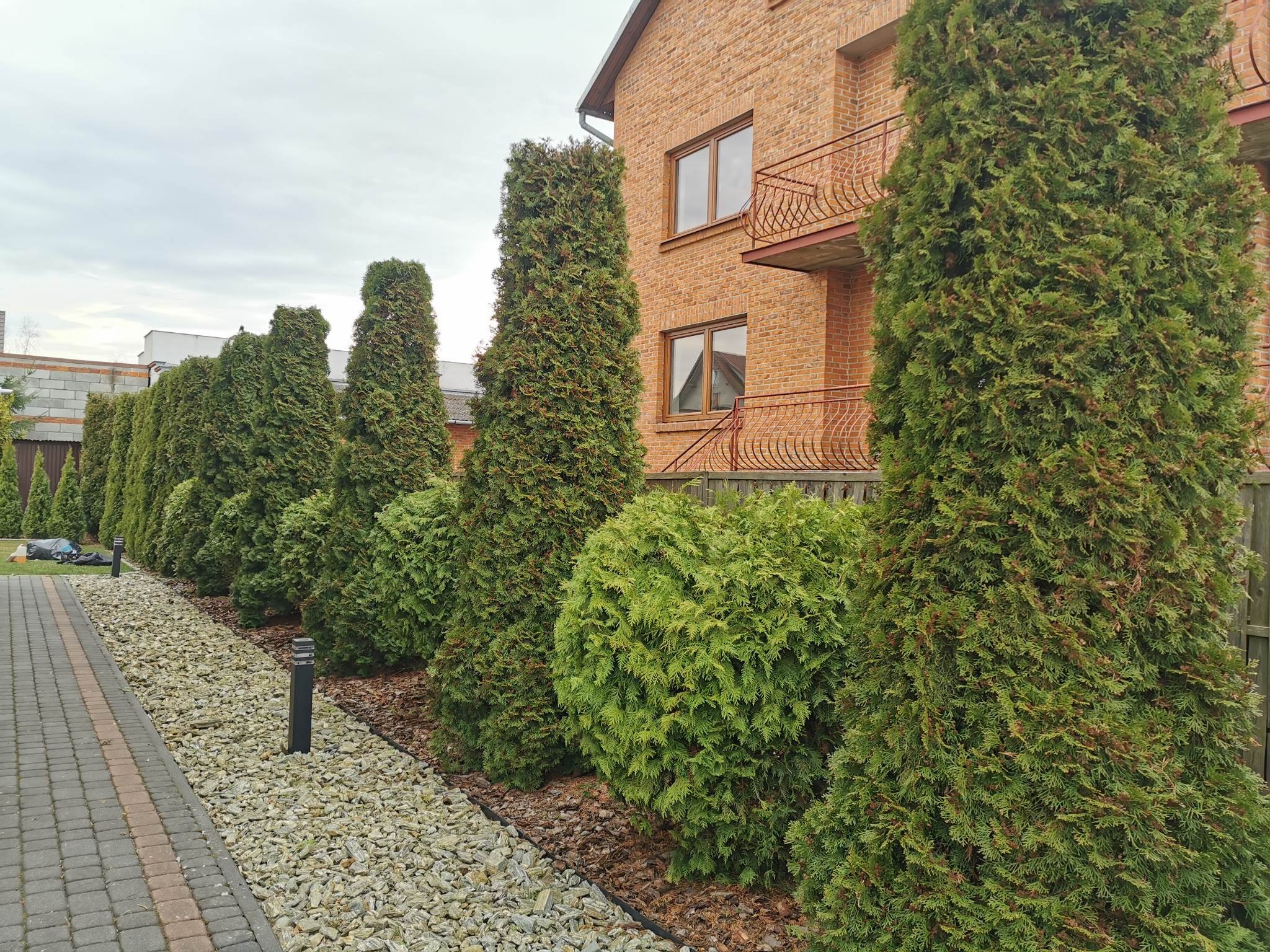 Równy szpaler wysokich, zielonych tuj oddzielający posesję od chodnika, z niskimi, kulistymi krzewami i ozdobnym żwirem, oświetlony niskimi lampami ogrodowymi, na tle ceglanego domu z balkonami.
