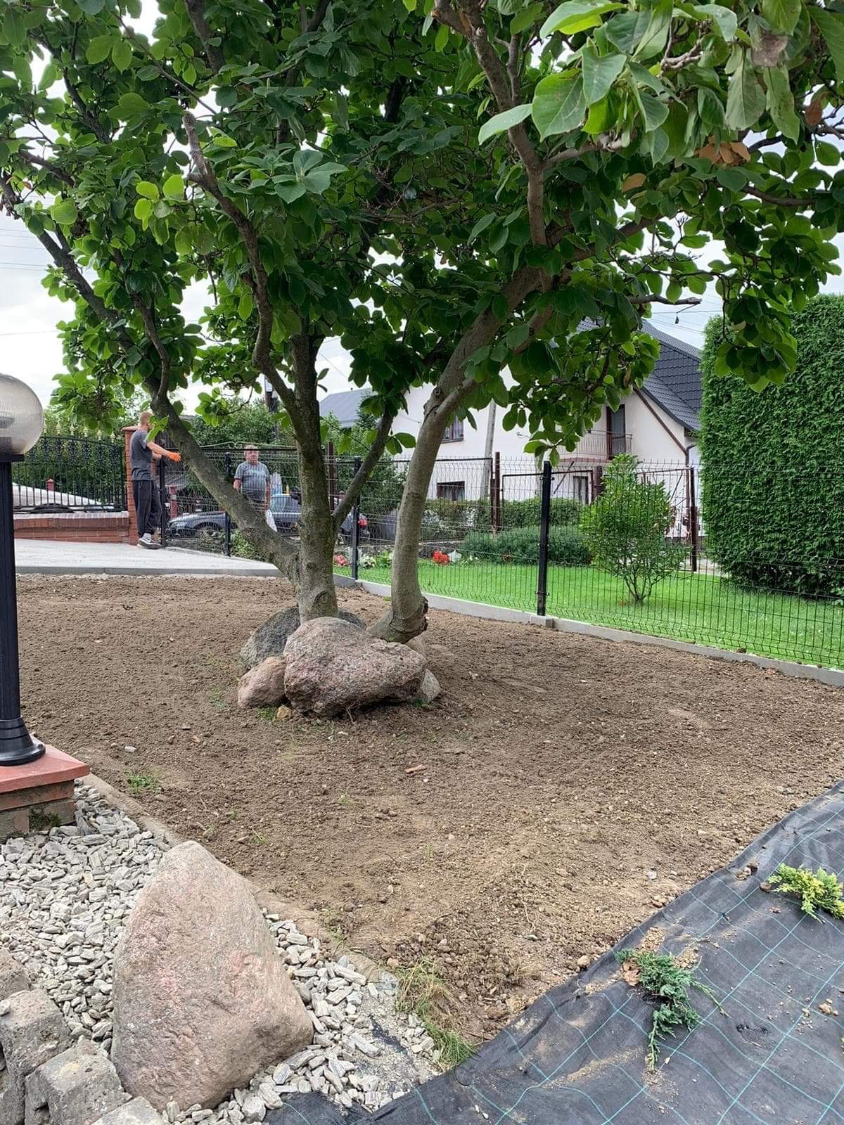Przygotowanie terenu pod trawnik z pozostawionym drzewem i dużymi kamieniami, widoczni dwaj mężczyźni w tle, czarna mata szkółkarska na obrzeżach.