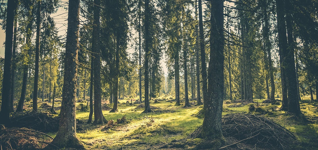 Gęsty las iglasty z promieniami słońca przebijającymi przez korony drzew, oświetlającymi porośnięte mchem runo leśne i sterty gałęzi.