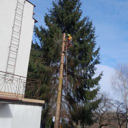 Daniel Drwal - Pracownik w uprzęży, z piłą spalinową, w trakcie redukcji korony wysokiej sosny, widoczny pień po obciętych gałęziach, dom z drabiną na ścianie w tle, częściowo ośnieżony teren.