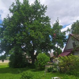 Daniel Drwal - Rozłożyste drzewo w ogrodzie, zabezpieczony pracownik na linie podczas przycinania gałęzi, dom z czerwonym dachem w tle.