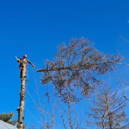 Arborysta w kasku i z piłą, wysoko na pniu obciętego drzewa, na tle błękitnego nieba. Widoczny budynek gospodarczy z blachy falistej w dolnej części kadru.