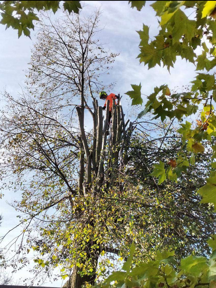 Pracownik w kasku i pomarańczowej kurtce na szczycie pnia po obcięciu gałęzi drzewa, widok z dołu przez liście i gałęzie innych drzew.