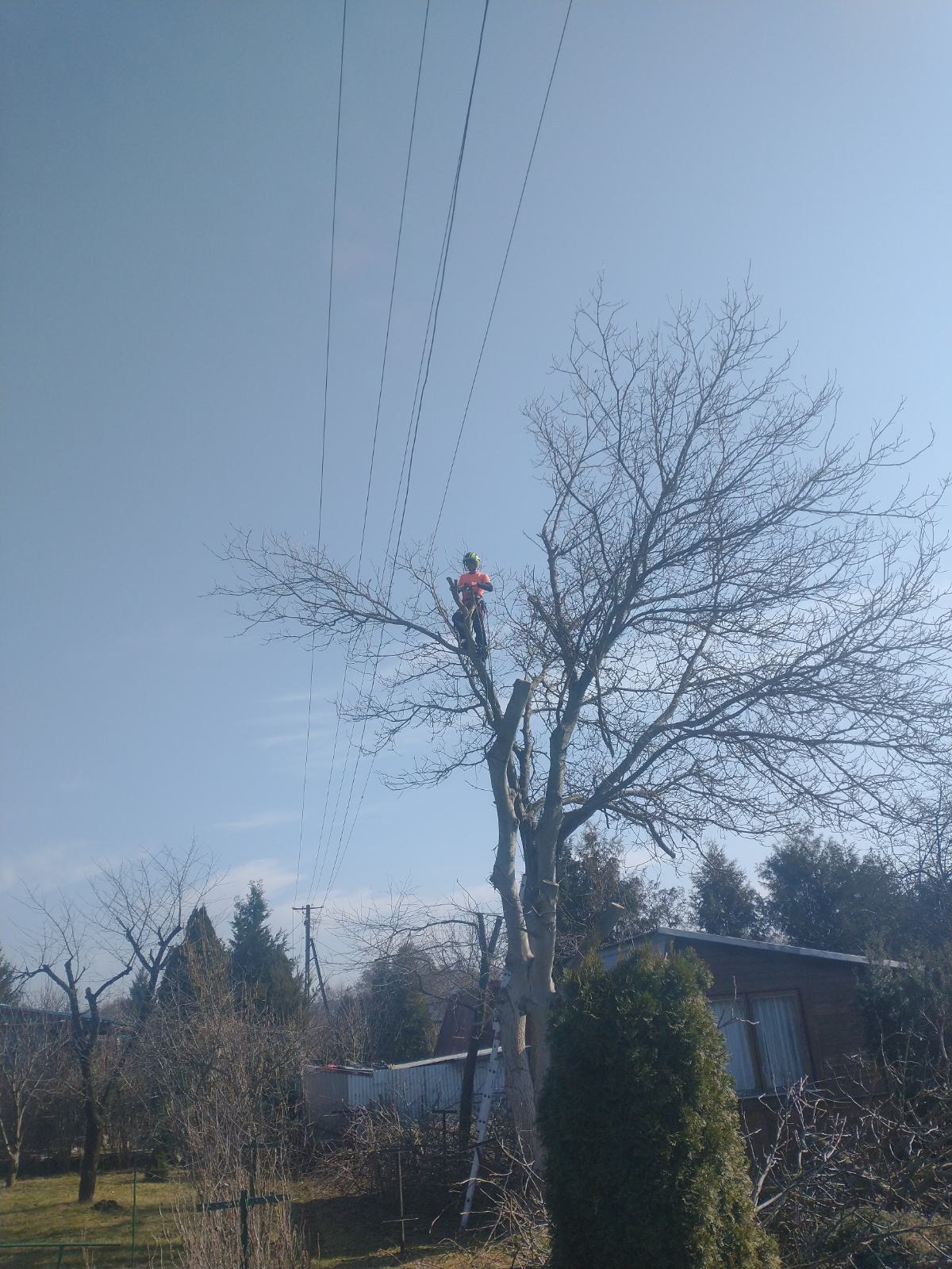 Arborysta w pomarańczowej koszulce i kasku, na tle błękitnego nieba, przycina gałęzie wysokiego, bezlistnego drzewa w pobliżu linii energetycznych.