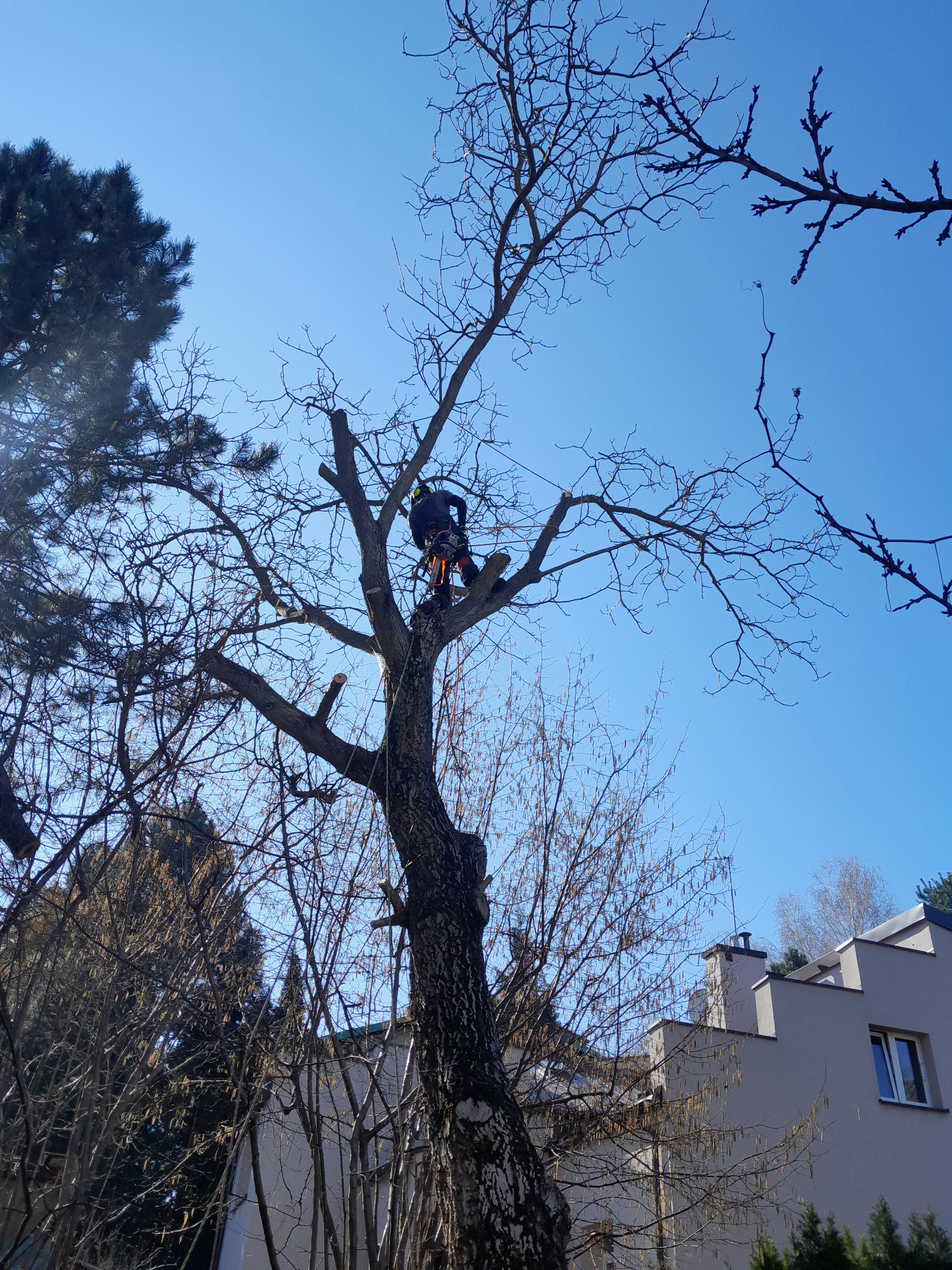 Arborysta w kasku i uprzęży, w trakcie pracy na wysokościach, przycina gałęzie drzewa z użyciem piły łańcuchowej, na tle błękitnego nieba i zabudowań.
