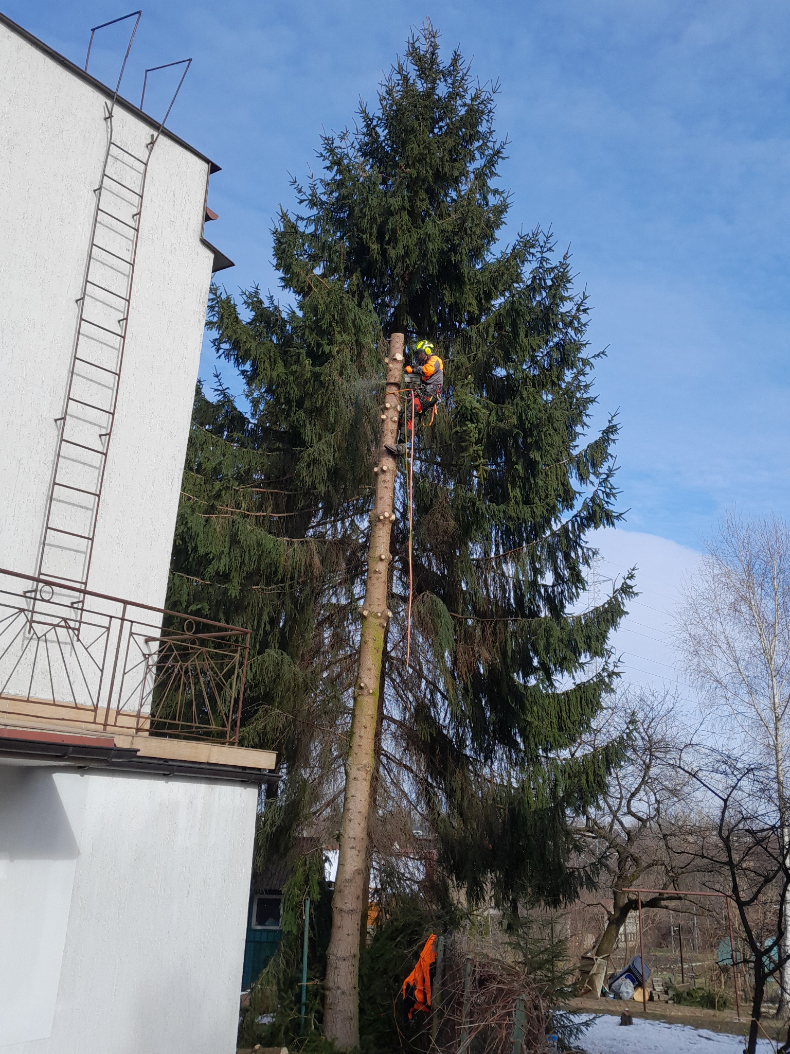 Pracownik w uprzęży, z piłą spalinową, w trakcie redukcji korony wysokiej sosny, widoczny pień po obciętych gałęziach, dom z drabiną na ścianie w tle, częściowo ośnieżony teren.