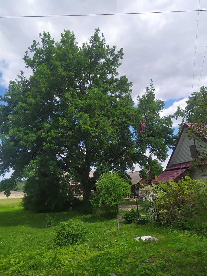 Rozłożyste drzewo w ogrodzie, zabezpieczony pracownik na linie podczas przycinania gałęzi, dom z czerwonym dachem w tle.