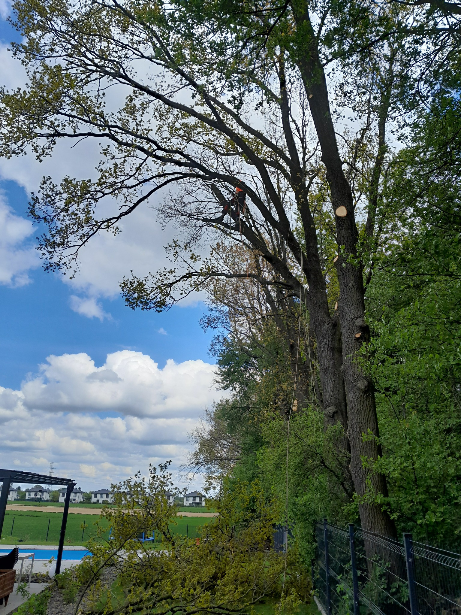 Arborysta w pomarańczowym kombinezonie, przycina wysokie drzewo, widoczne świeżo obcięte gałęzie. W tle błękitne niebo i domy.