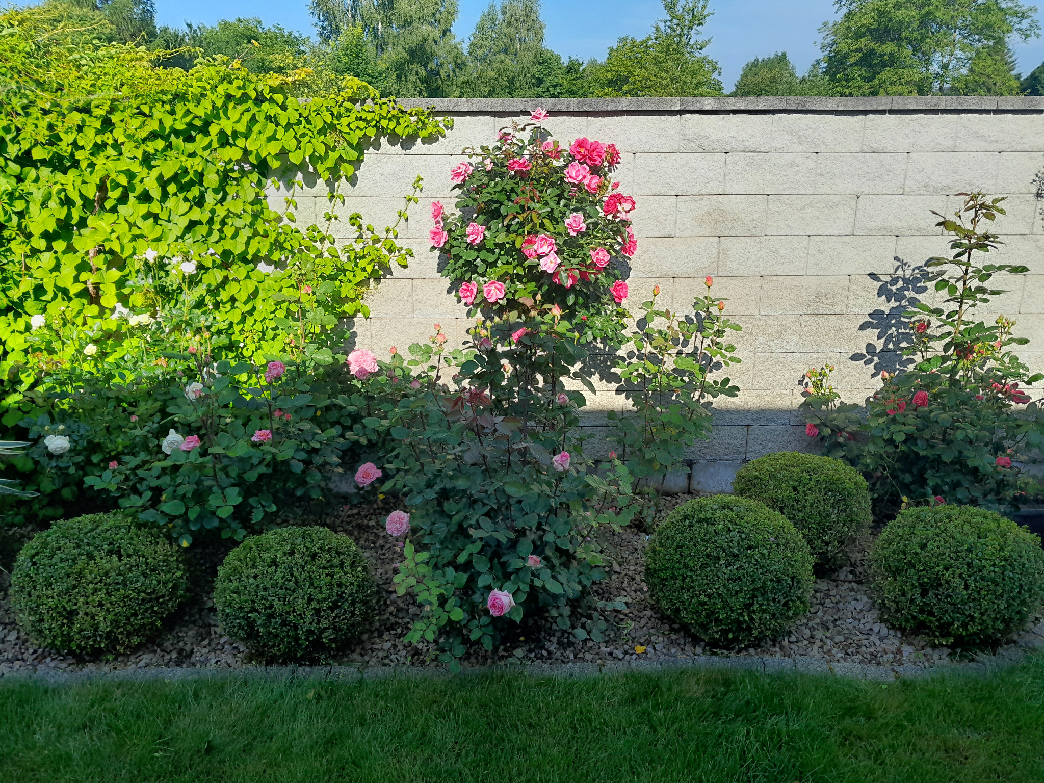 Zadbany ogród z kwitnącymi różami i kulistymi krzewami na tle kamiennego muru, całość utrzymana w harmonijnej kompozycji kolorystycznej i z dbałością o detale.