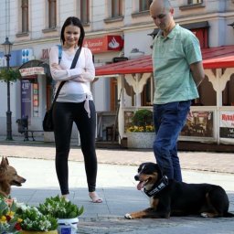 Wyprowadzanie psów Wrocław 3