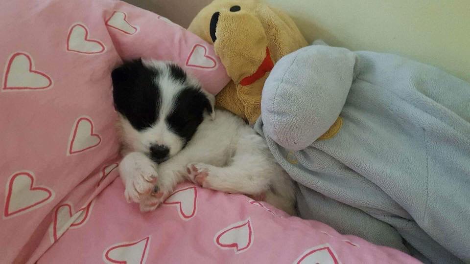 Śpiący szczeniak rasy mieszanej, biało-czarny, skulony na różowej poduszce w serduszka, otoczony pluszakami: żółtym misiem i szarą maskotką.