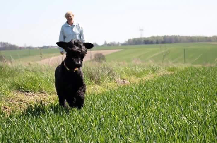 Czarny pies rasy portugalski pies wodny biegnie po zielonym polu w kierunku kamery, w tle starsza kobieta w jasnej koszuli i rozległy krajobraz z polami i lasem.