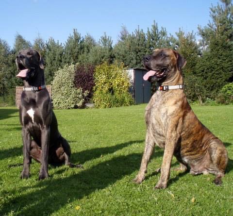 Dwa psy rasy Cane Corso siedzą na trawie w słoneczny dzień, jeden czarny z białą plamką na piersi, drugi pręgowany, oba z obrożami.