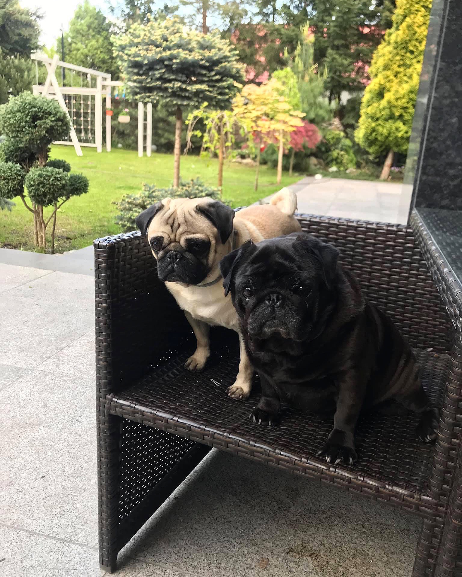 Dwa mopsy, beżowy i czarny, siedzą na wiklinowym krześle na zewnątrz, z zielonym trawnikiem i ozdobnymi drzewami w tle.