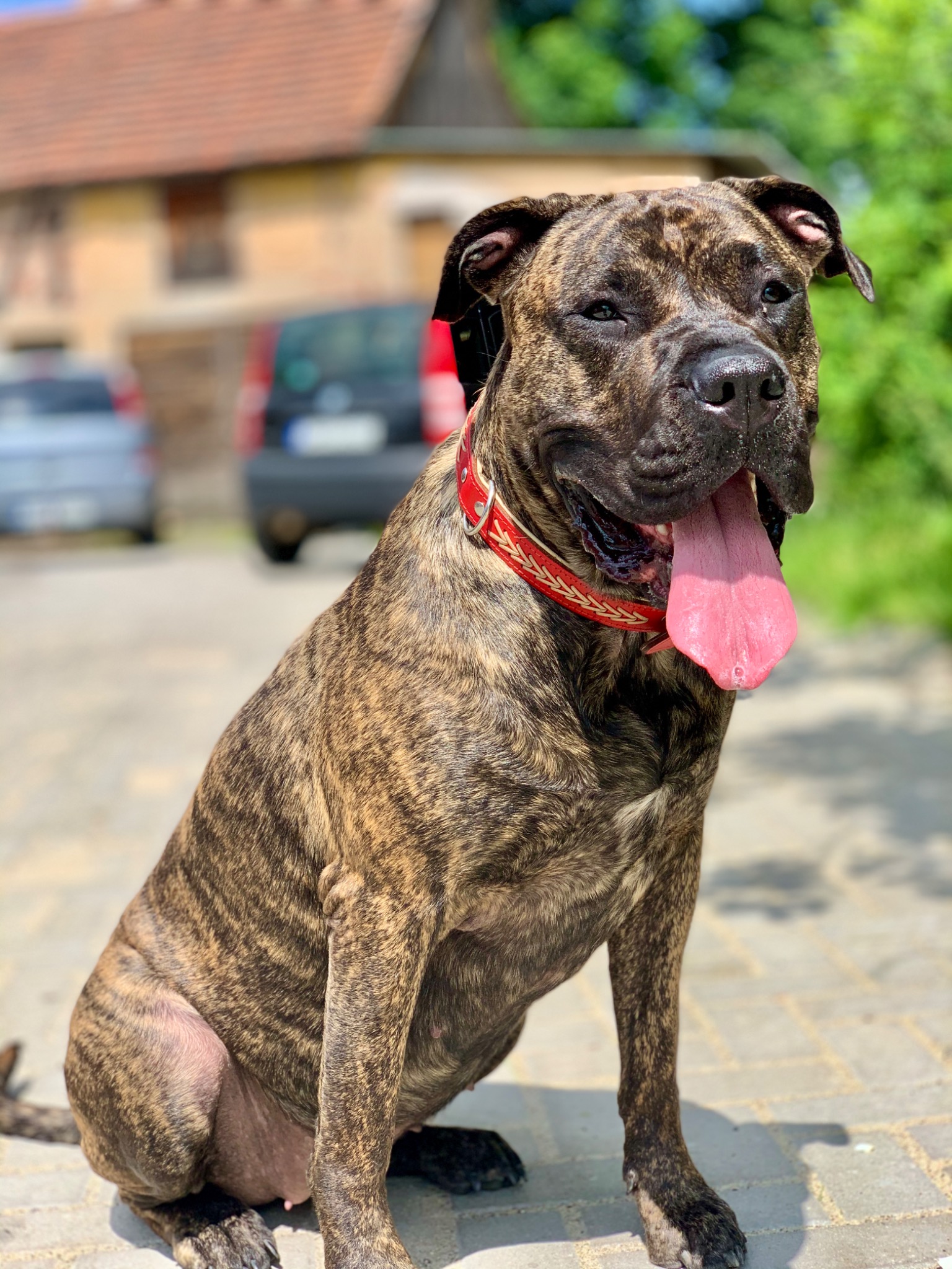 Brązowo-pręgowany pies rasy Cane Corso z czerwonym obrożą, siedzący na chodniku z wywieszonym językiem, w tle budynek i samochody.