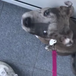 Z bliska: szaro-brązowy pies z łatami, różowa smycz, biały but, szara podłoga. Pies patrzy w górę z zaciekawieniem.