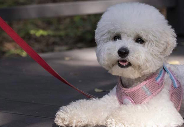 Biały pies rasy Bichon Frise w różowej uprzęży i z czerwoną smyczą, siedzący na drewnianym podłożu, z widocznym fragmentem zieleni w tle.