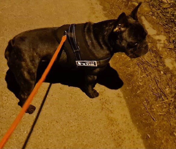 Czarny buldog francuski w uprzęży z pomarańczową smyczą, spacerujący po chodniku w wieczornym oświetleniu.