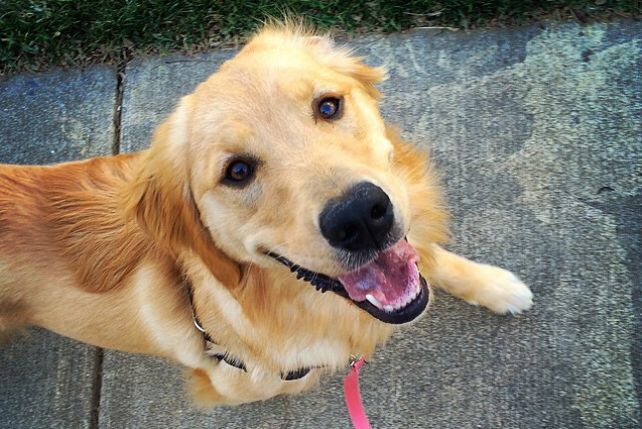 Uśmiechnięty golden retriever z różową smyczą leżący na chodniku, widok z góry.