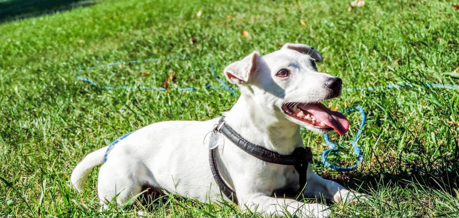 Biały pies rasy Jack Russell Terrier z czarną uprzężą leży na zielonej trawie w słoneczny dzień, z widoczną niebieską liną w tle.