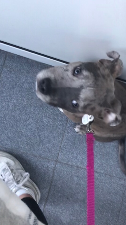 Z bliska: szaro-brązowy pies z łatami, różowa smycz, biały but, szara podłoga. Pies patrzy w górę z zaciekawieniem.