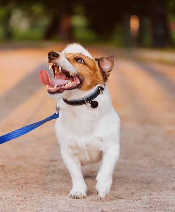 Jack Russell Terrier z otwartym pyskiem, widoczne zęby, na smyczy podczas spaceru po piaszczystej ścieżce w parku, z zielonym tłem drzew.