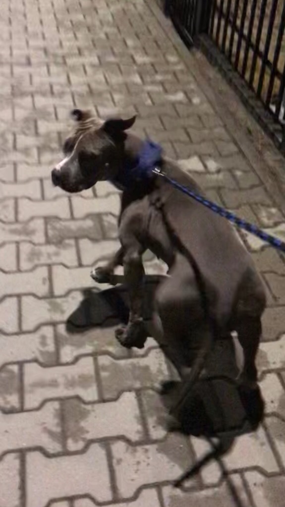 Szary pies rasy pitbull siedzi na chodniku z kostki brukowej, ubrany w niebieską obrożę i smycz, czekając na spacer.