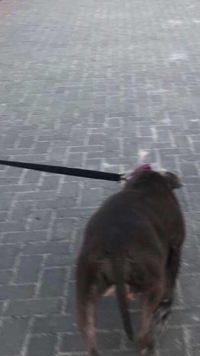 Pies rasy pitbull na smyczy, widziany od tyłu, spacerujący po chodniku z szarej kostki brukowej.