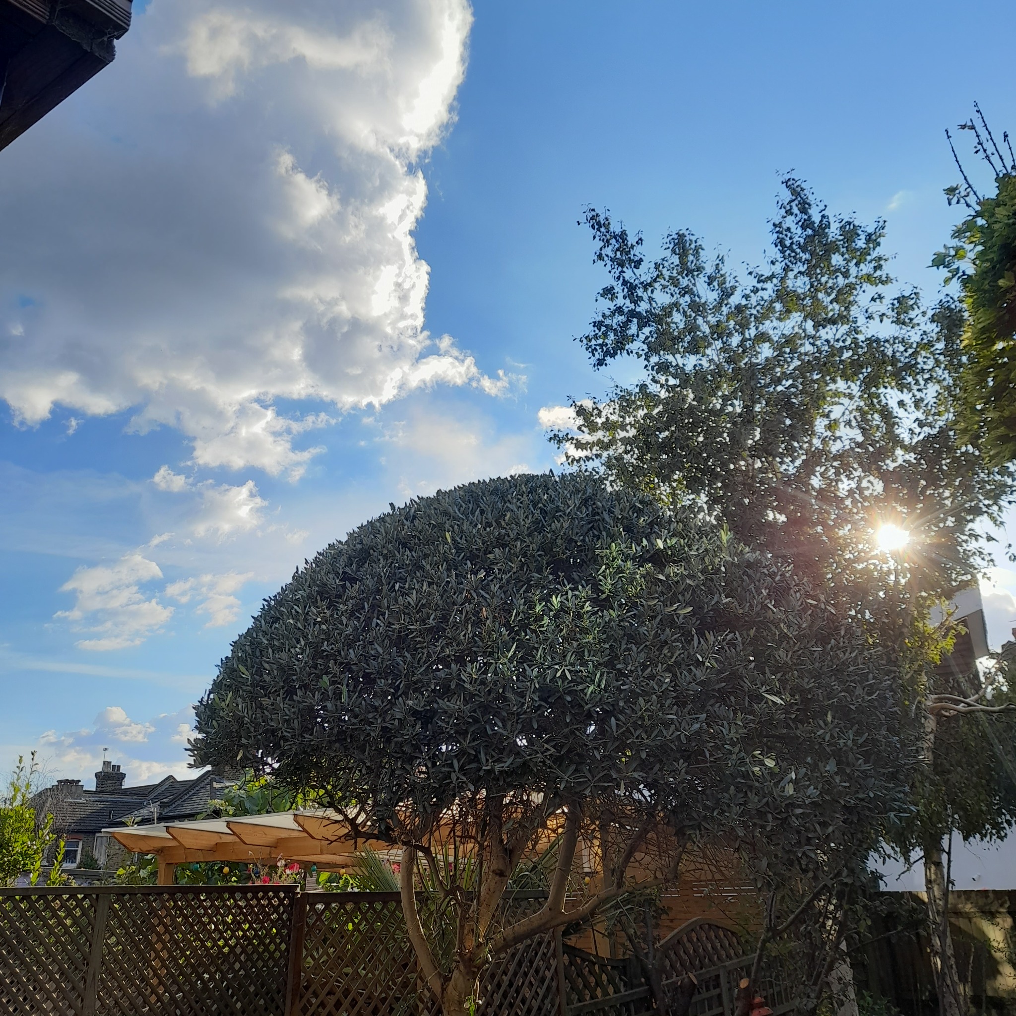 Sferycznie przycięte drzewo w ogrodzie, widoczne na tle błękitnego nieba z białymi obłokami, promienie słoneczne przebijają się przez gałęzie