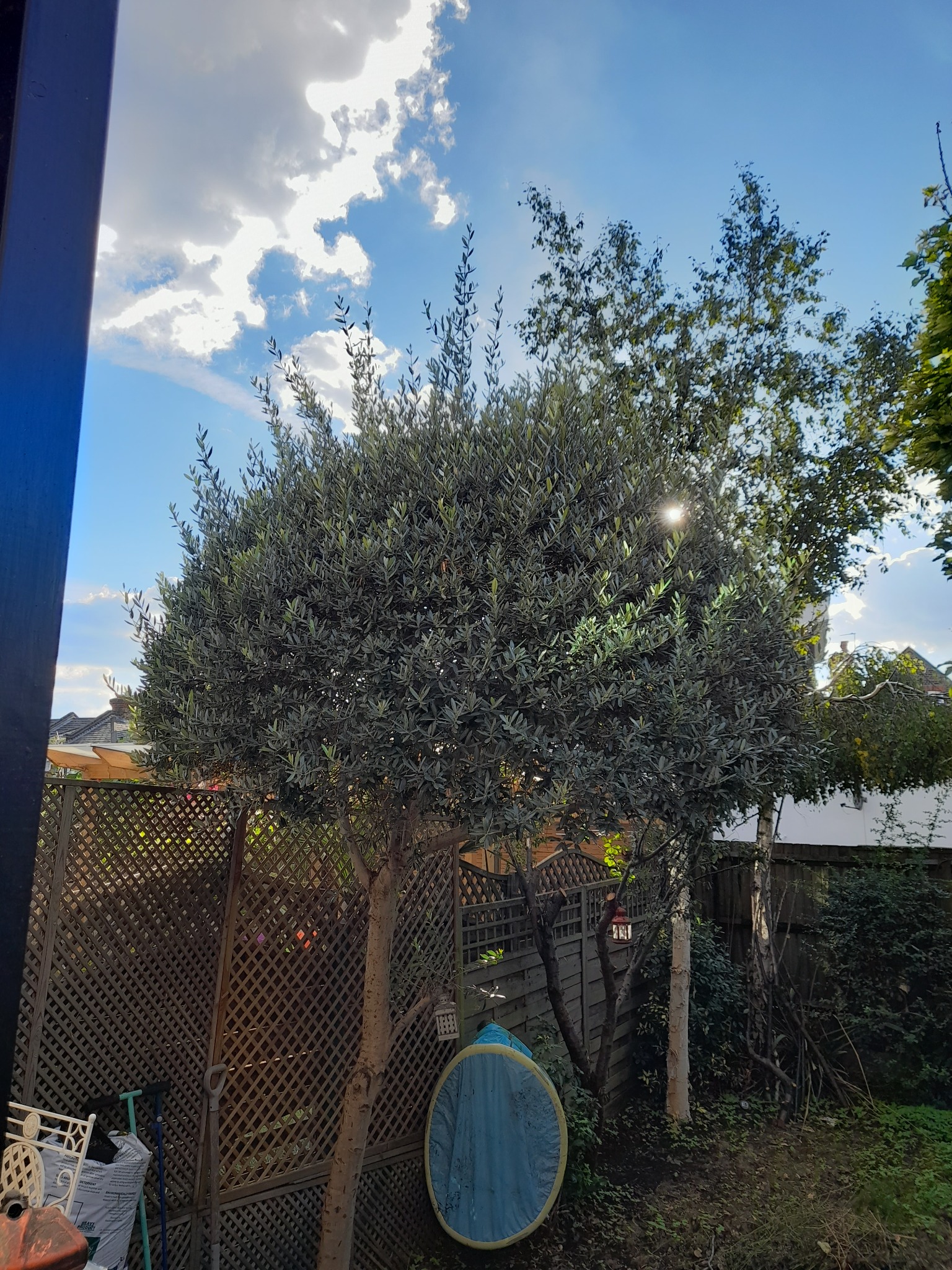 Drzewo oliwne w ogrodzie, widoczne przez okno, z promieniem słońca przebijającym się przez liście, na tle błękitnego nieba z chmurami.