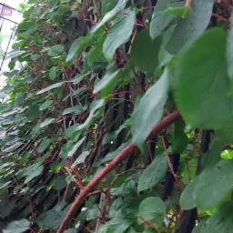 Gęste pnącze z dużymi, okrągłymi liśćmi i czerwonymi pędami oplatające metalowe ogrodzenie, widoczne krople deszczu.