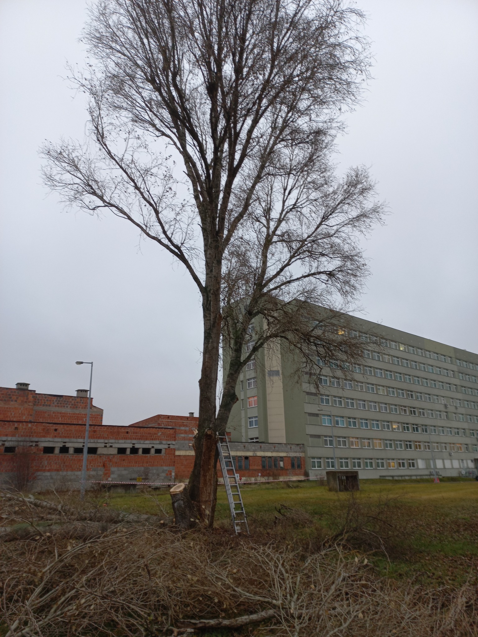 Częściowo ścięte drzewo z drabiną opartą o pień, gałęzie leżące na ziemi, w tle budynek szpitala i budynek w trakcie budowy, pochmurny dzień.