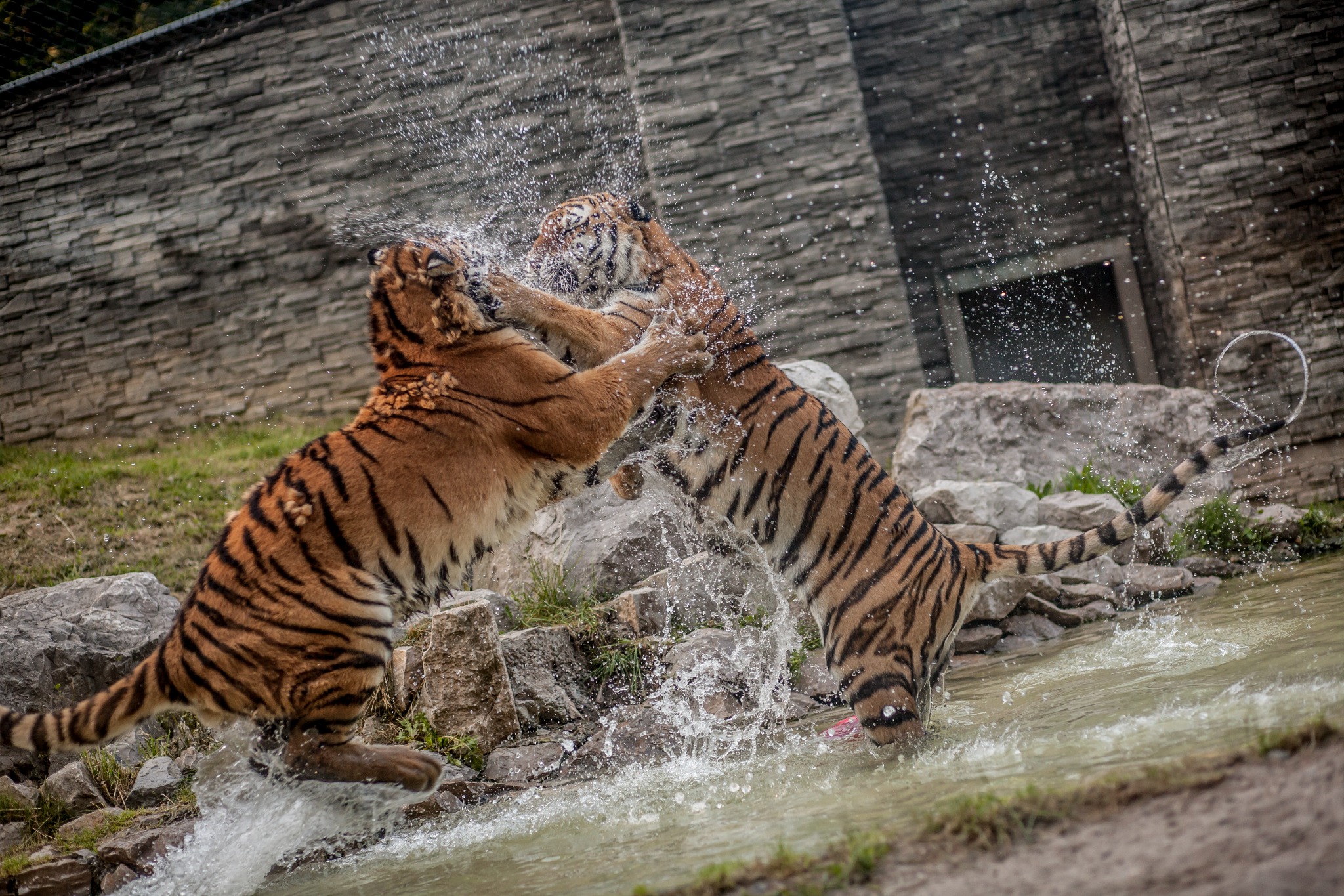 Dwa tygrysy bawią się w wodzie, wzajemnie się dotykając, z rozpryskującą się wodą w powietrzu i kamiennym murem w tle. Dynamiczne ujęcie.
