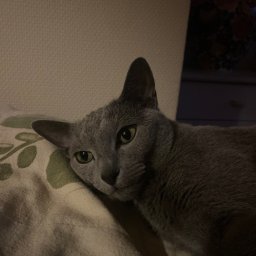 To kotek starszej Pani którym się opiekuje robię też tej Pani zakupy oraz czasem gotuje 