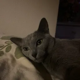 To kotek starszej Pani którym się opiekuje robię też tej Pani zakupy oraz czasem gotuje