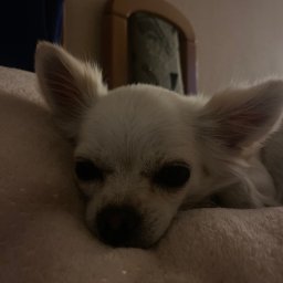 Jest to piesek którego wyprowadzam na spacery, myje, robię pielęgnacje, karmię oraz się z nim bawię 