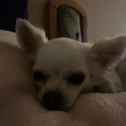 Jest to piesek którego wyprowadzam na spacery, myje, robię pielęgnacje, karmię oraz się z nim bawię