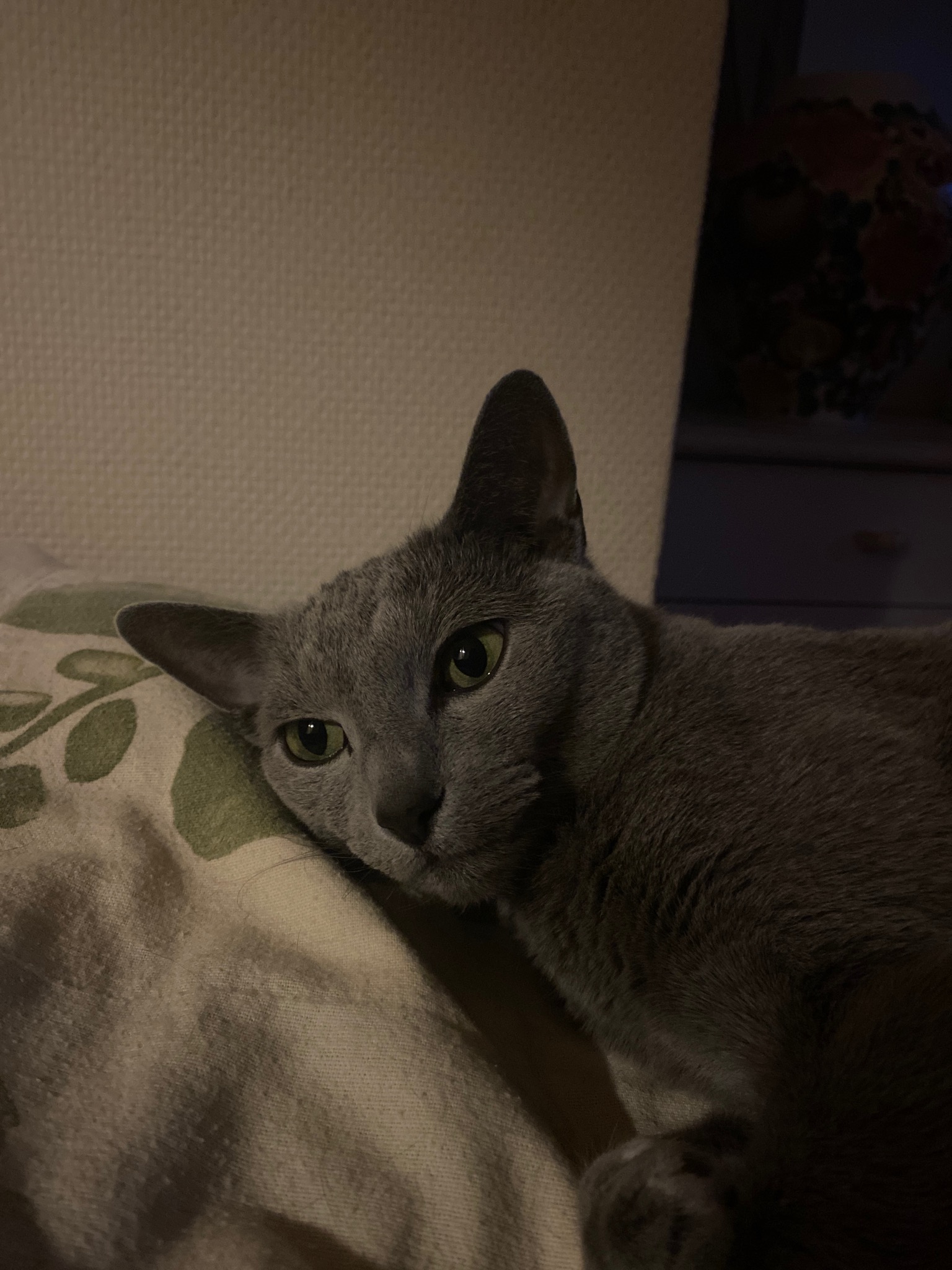 To kotek starszej Pani którym się opiekuje robię też tej Pani zakupy oraz czasem gotuje