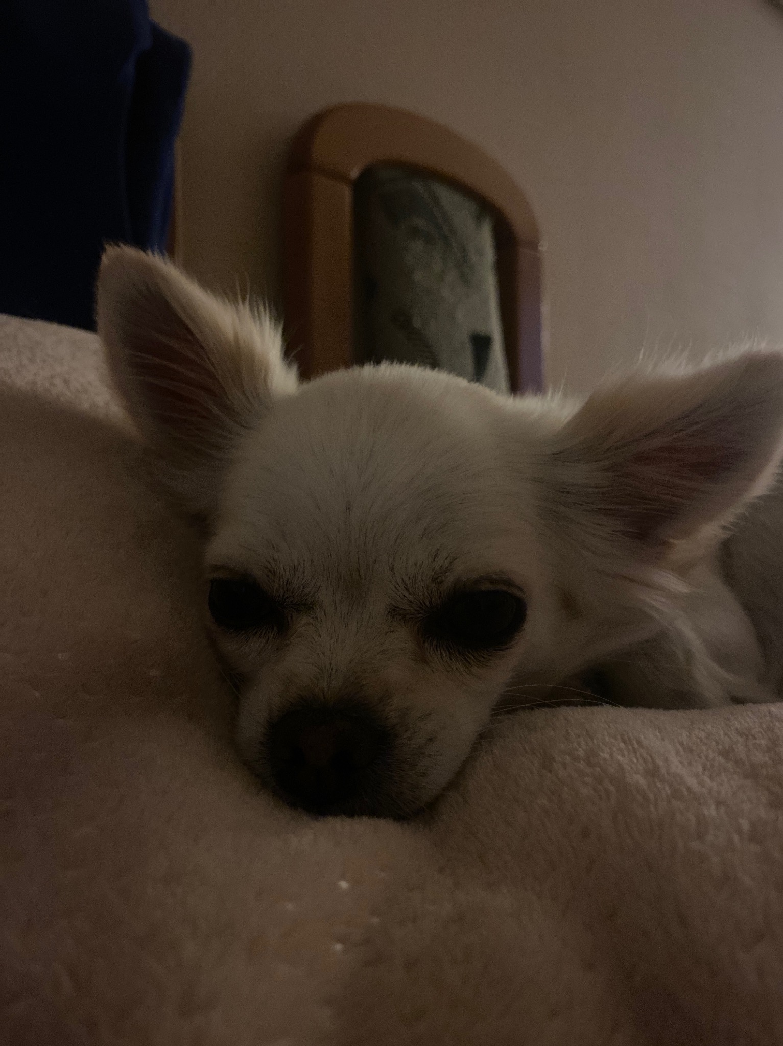 Jest to piesek którego wyprowadzam na spacery, myje, robię pielęgnacje, karmię oraz się z nim bawię