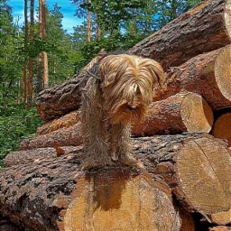 Yorkshire terrier z długą sierścią stoi na stosie ściętych pni drzew w lesie, w tle wysokie drzewa i błękitne niebo.