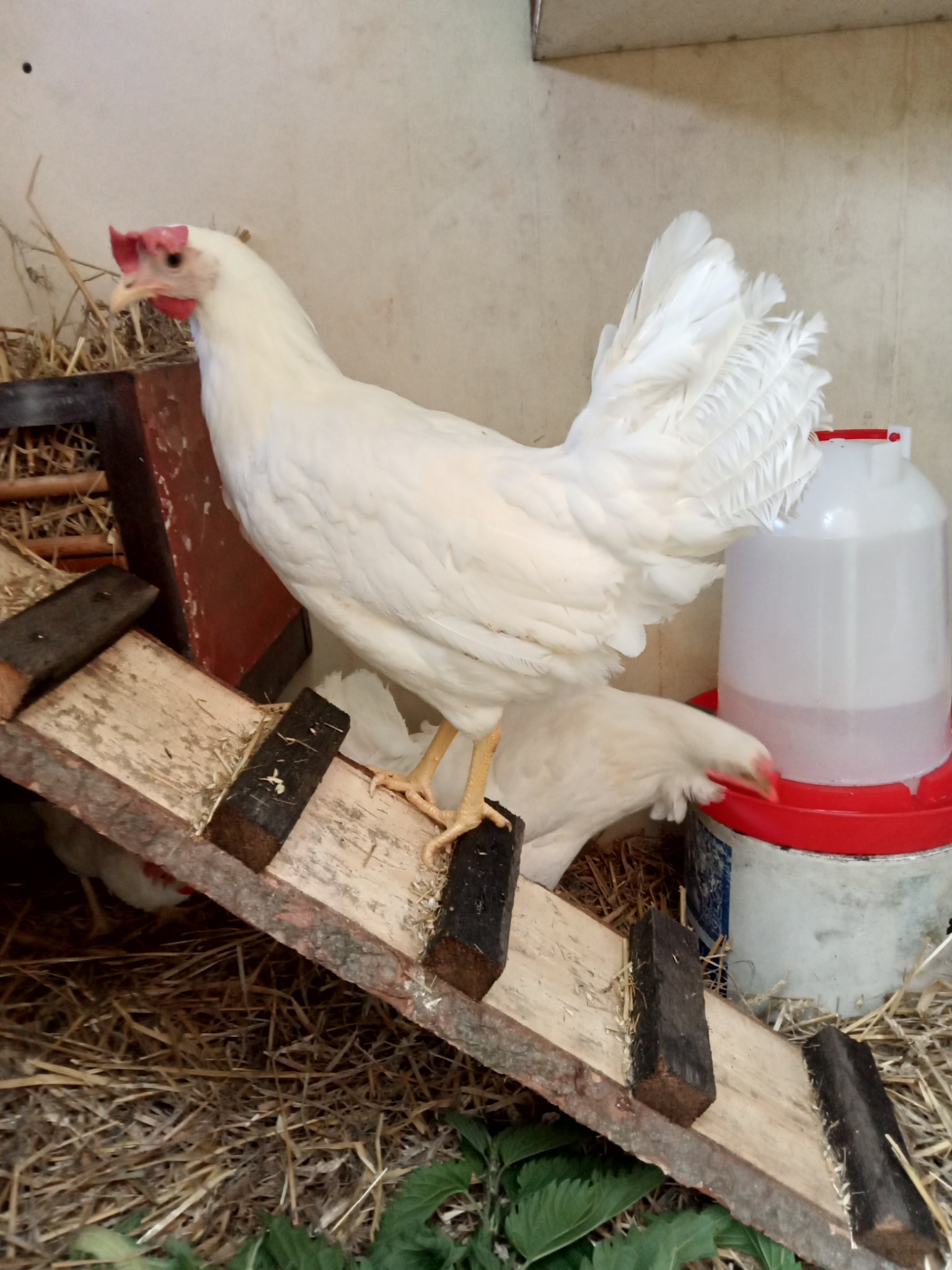 Biała kura w kurniku wchodzi po drewnianej drabince do góry, obok poidełko z wodą, słoma i zielone liście na podłodze.