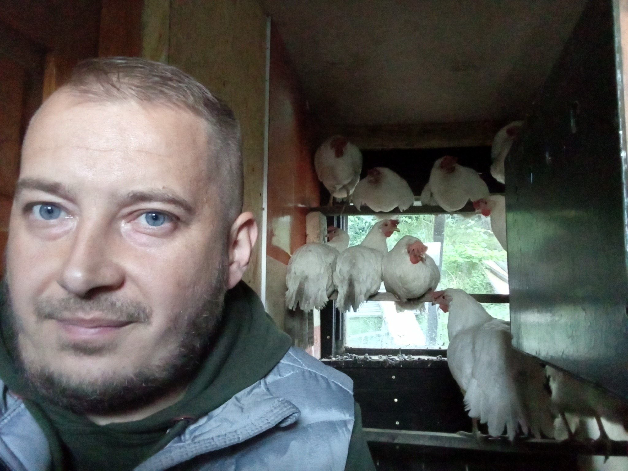 Hodowca z niebieskimi oczami i brodą pozuje w kurniku z białymi kurami Leghorn siedzącymi na grzędach przy oknie.