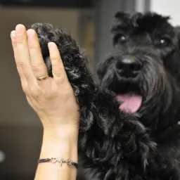 Czarny pies rasy terier rosyjski daje łapę kobiecie z pierścionkiem i bransoletką z motywem łapy i serca.