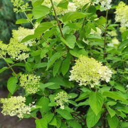 Przycinanie drzew Poznań 2